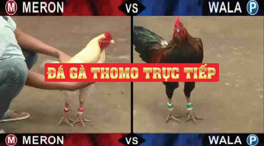 Giới thiệu đôi nét về trang đá gà trực tiếp Rikvip