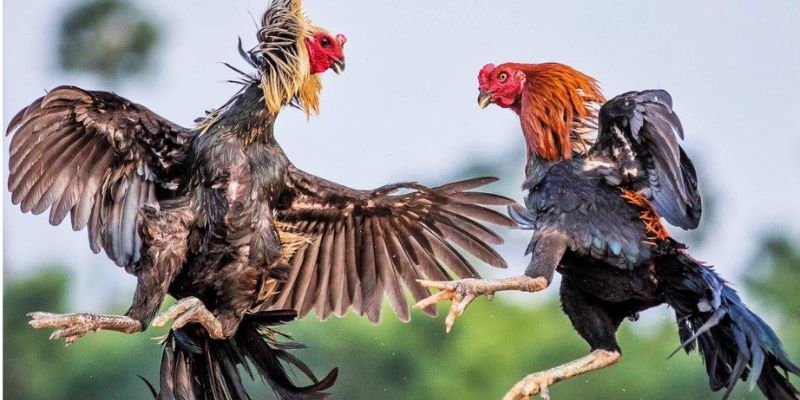 Kỹ thuật chăm sóc gà đá bằng cách vệ sinh chuồn trại