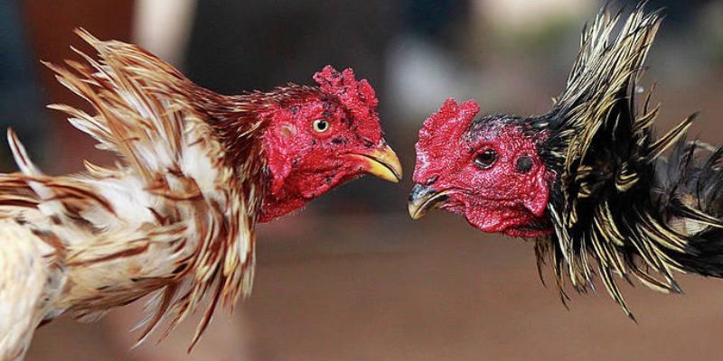 Chăm sóc sức khỏe gà chiến