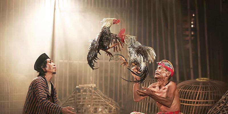 Chú trọng chế độ ăn uống của gà đá